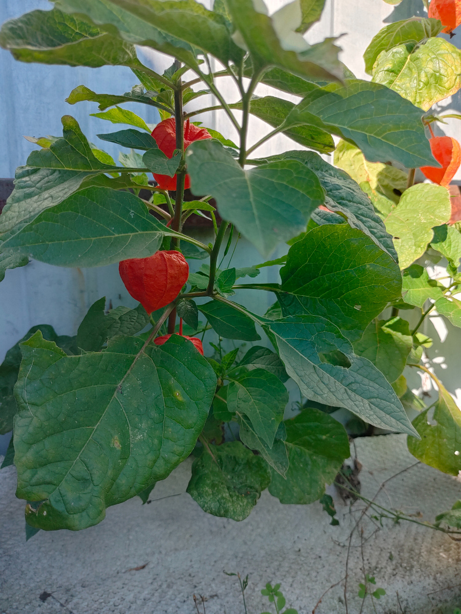 Это не только вкусная ягода, но и красивый декор, в виде сухоцветов.