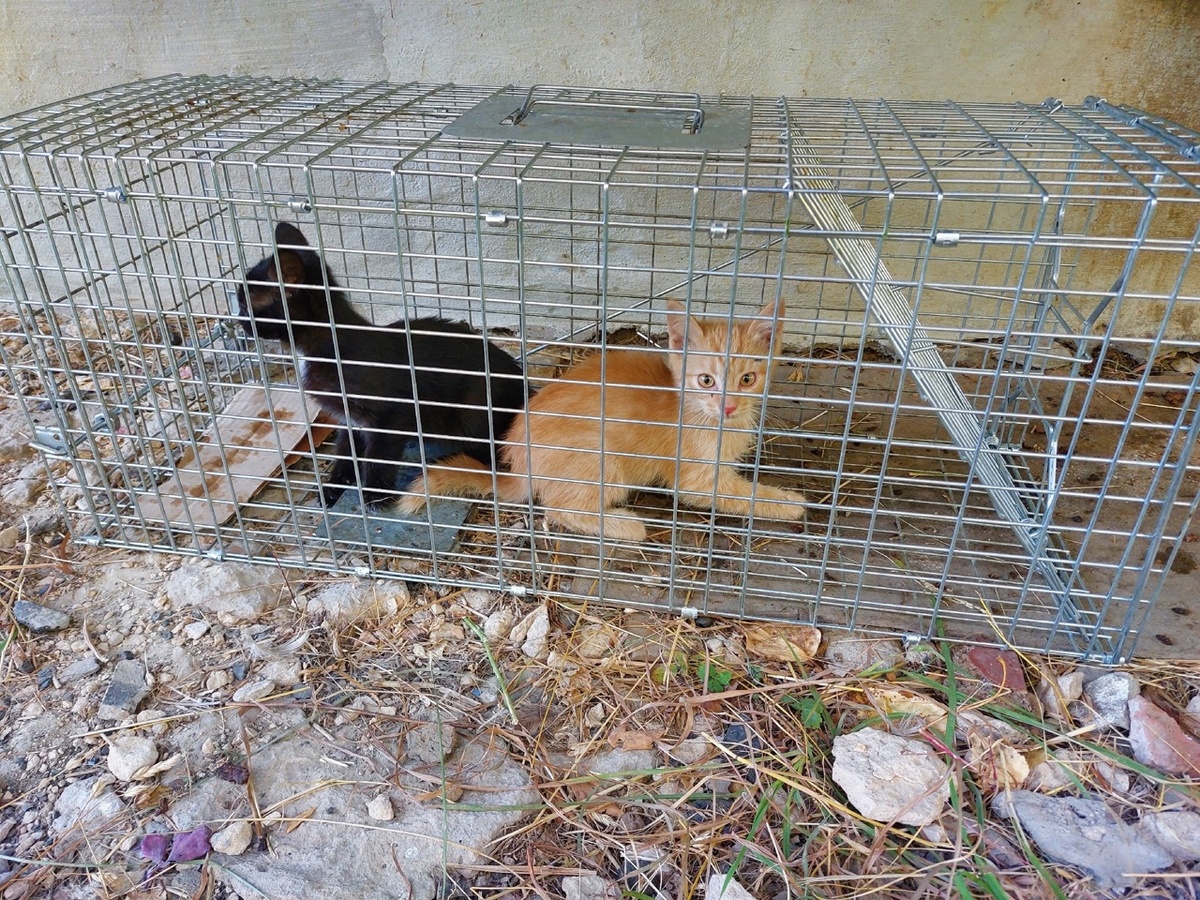 Последний улов