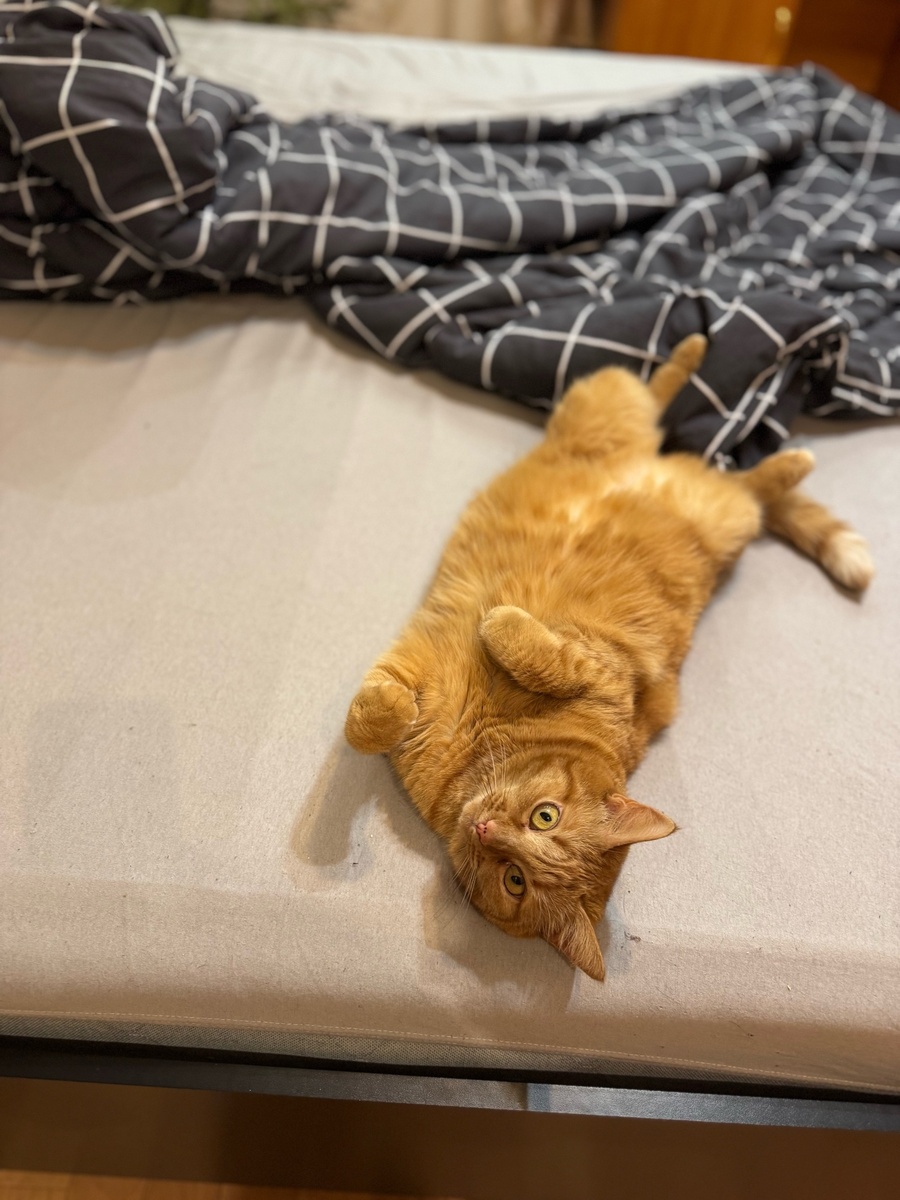    Стало известно, зачем кошка трогает человека лапой - что она этим хочет сказать