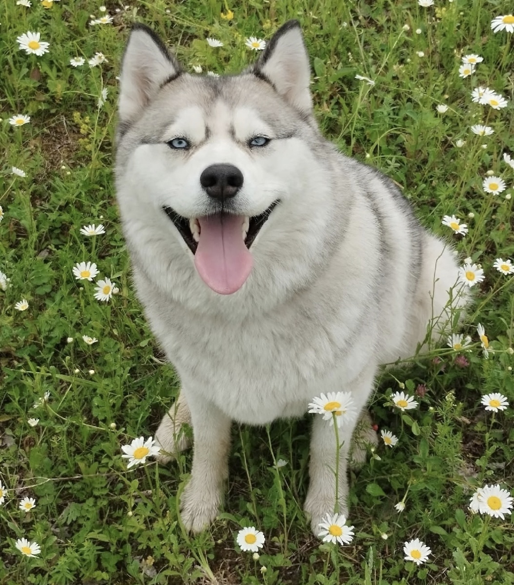 Первая беглянка. Лесси 