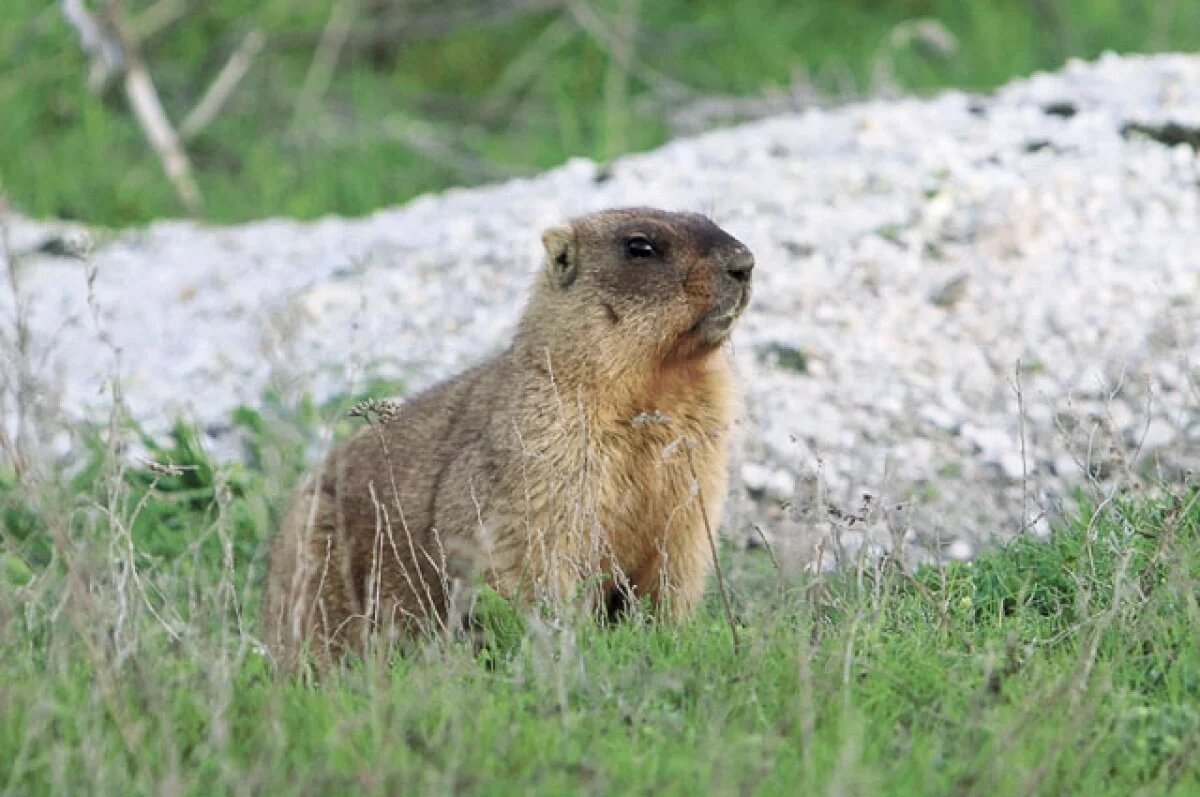    В Татарстане создадут заказник для сурков площадью 564 гектара