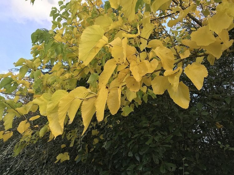    Фото: wikimedia.org / Wouter Hagens