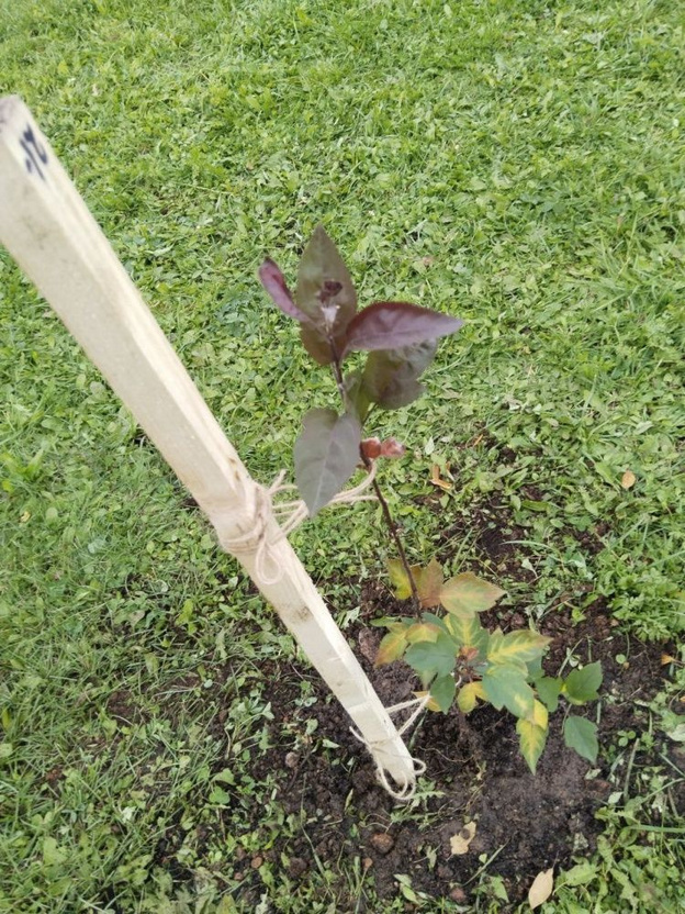    Жители «Солнечного Берега» устроили субботник на набережной