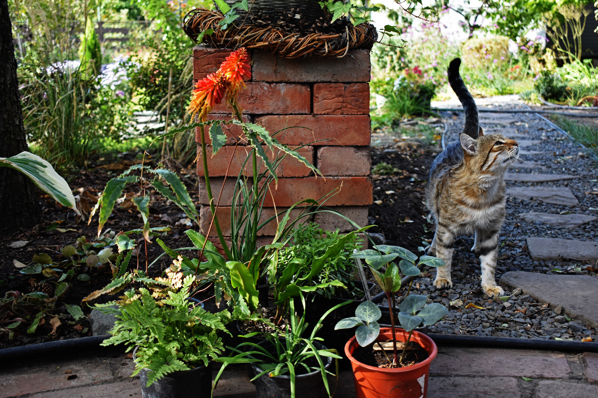Покупки на ярмарке и кот-помогатор