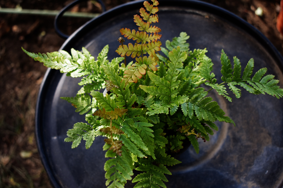 Щитовник красносорусовый (Dryopteris erythrosora) "Autumn"