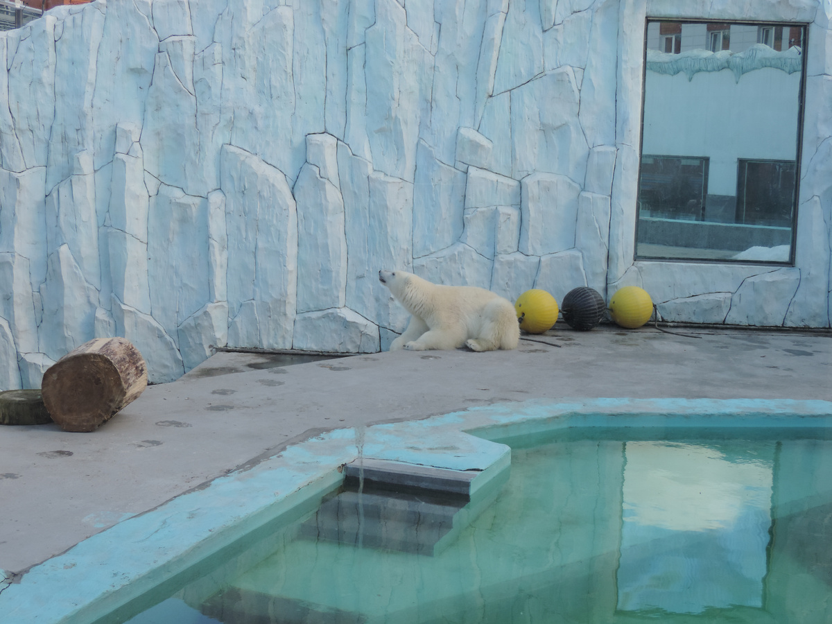 Белый медведь