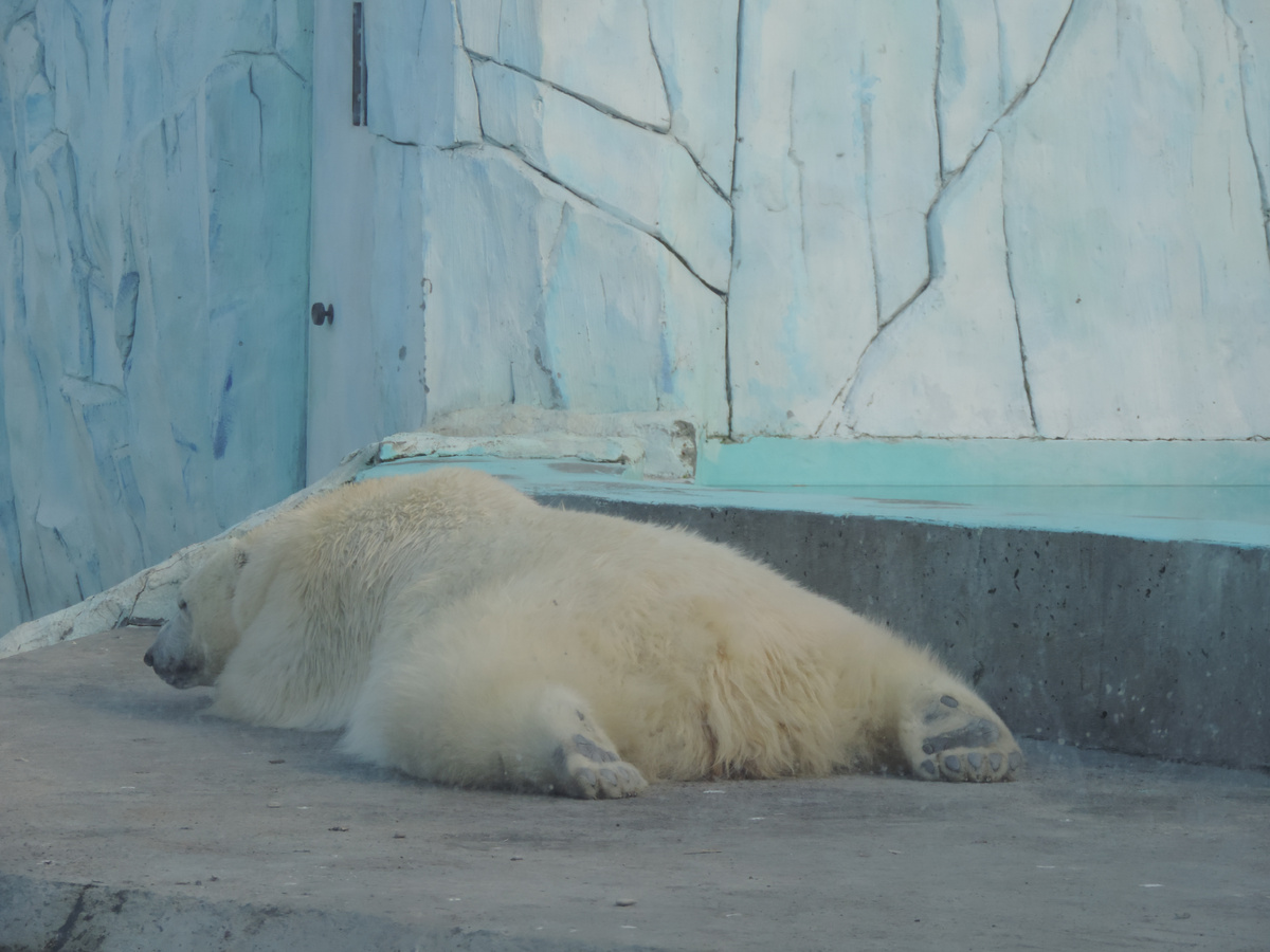 Белый медведь забавно лег отдыхать