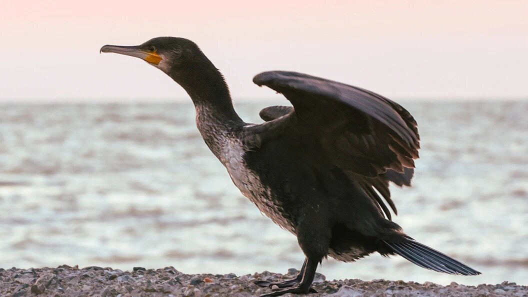    Фото: Roman Naumov/URA.RU/Globallookpress