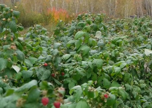     На юге Красноярского края до сих пор спеет садовая малина