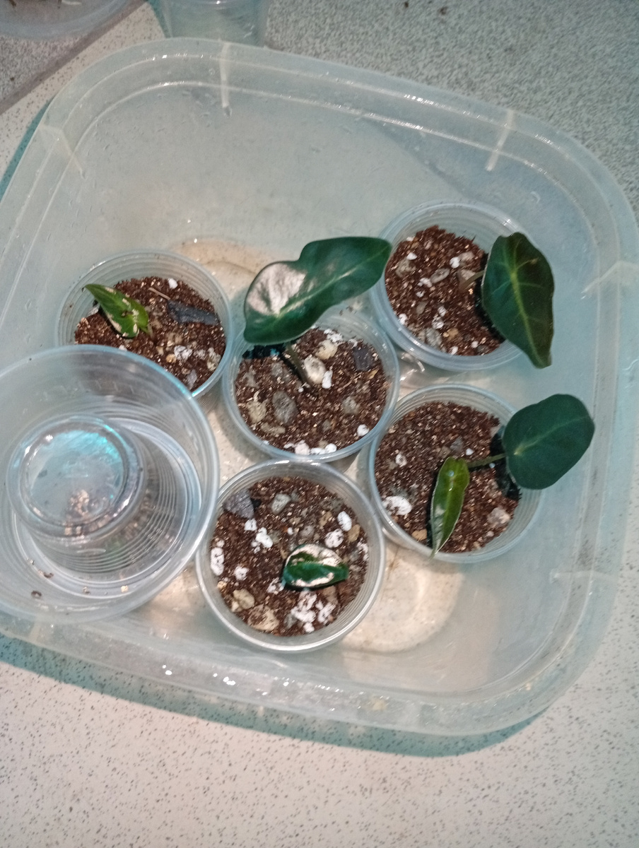 Деток Полли и Бамбино в грунт высадила