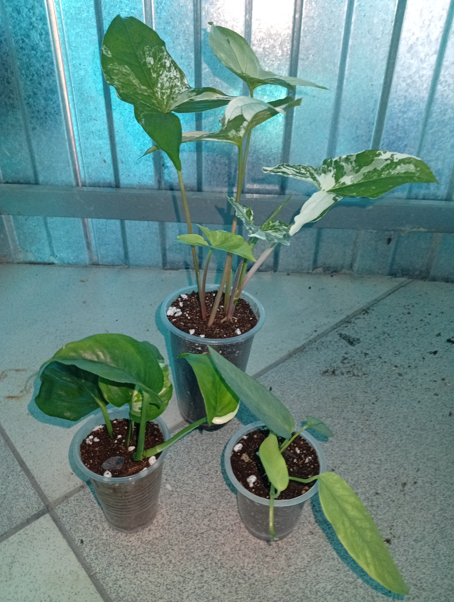 Эпипремнумы в 0,2 л, сингониум в 0,5 л.