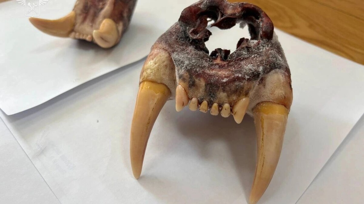    Фото: t.me/customs_rf