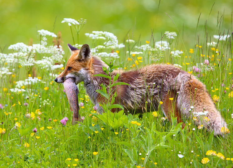 Вопросы и ответы для прохождения охотничьего экзамена в России