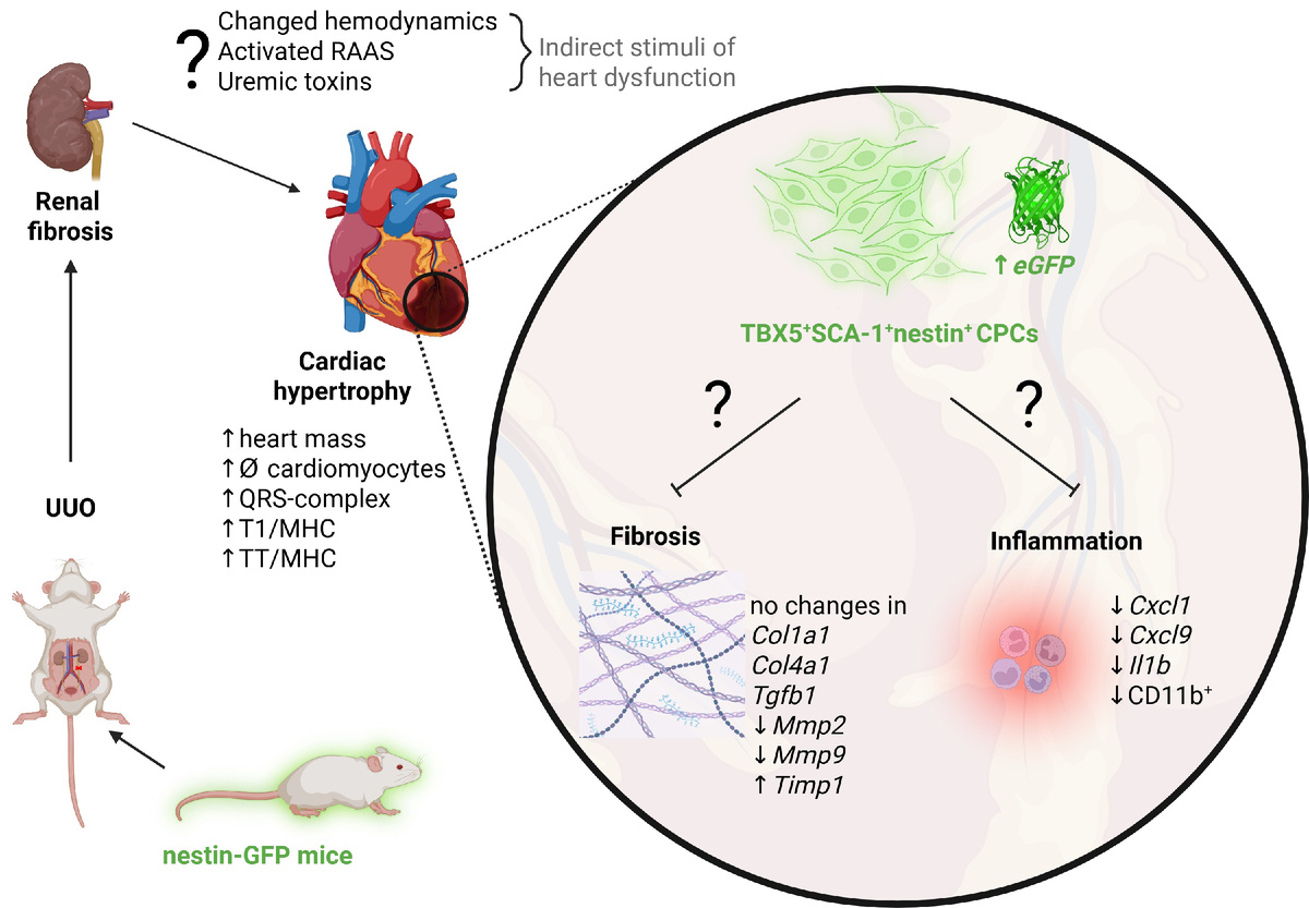 Предполагаемые механизмы развития сердечной гипертрофии и потенциального вклада нестин-продуцирующих клеток в изменение миокарда. Источник: Полина Абрамичева