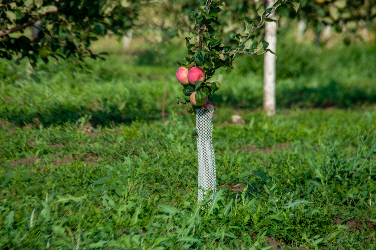 Фото: © Svetlana Vozmilova/ Global Look Press