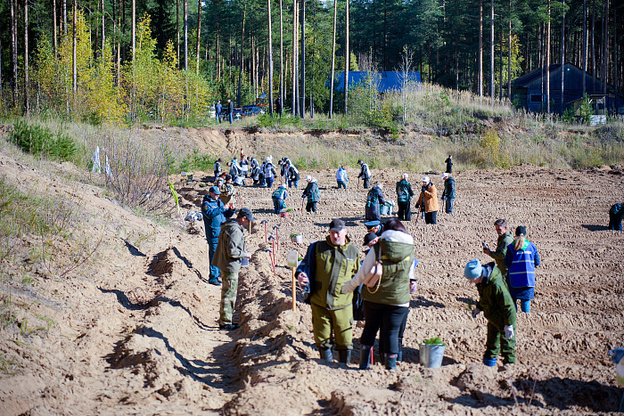    В Слободском районе высадили 7,5 тысяч сосен