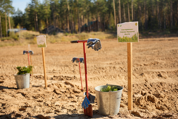    В Слободском районе высадили 7,5 тысяч сосен