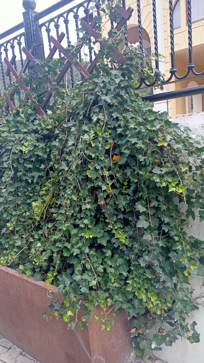 Здесь и далее все фото и картинки выполнены автором