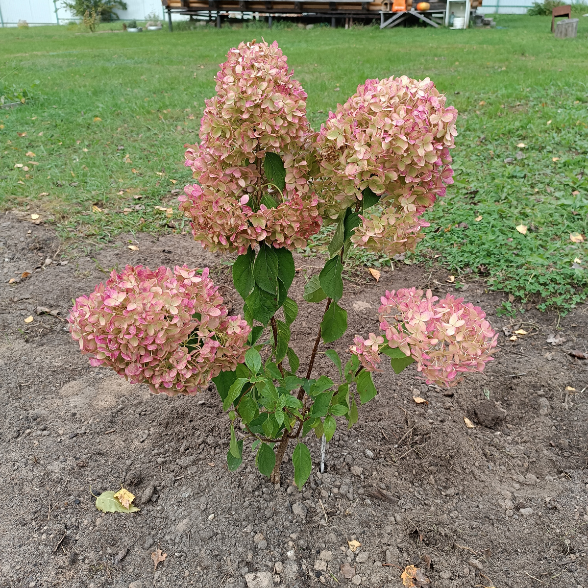 Гортензия как символ осени 