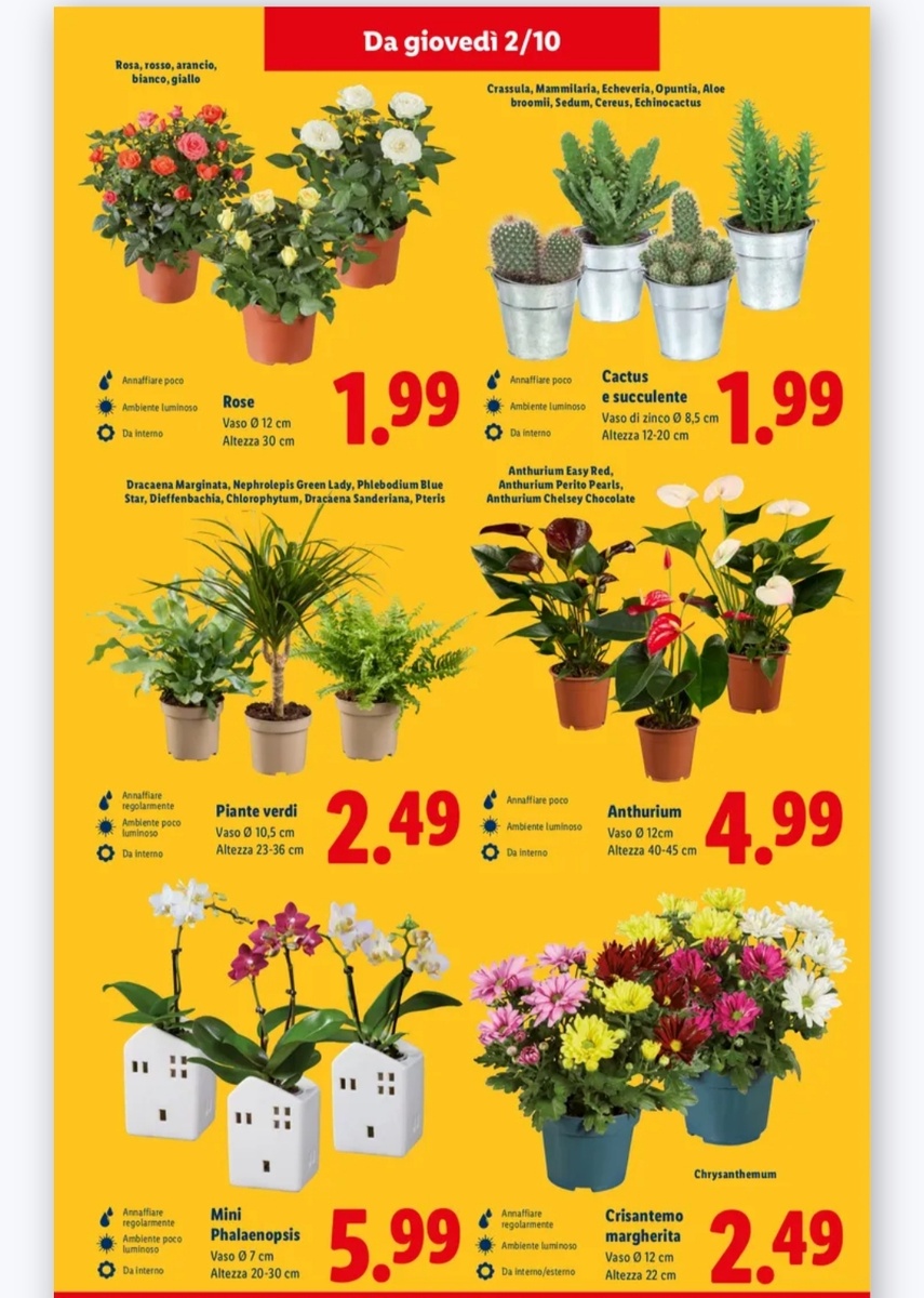 Скриншот со спецпредложения lidl.it, который полностью отвечал моим требованиям. Примерно тот же ассортимент и по тем же ценам я ожидала увидеть и в другом дискаунте.