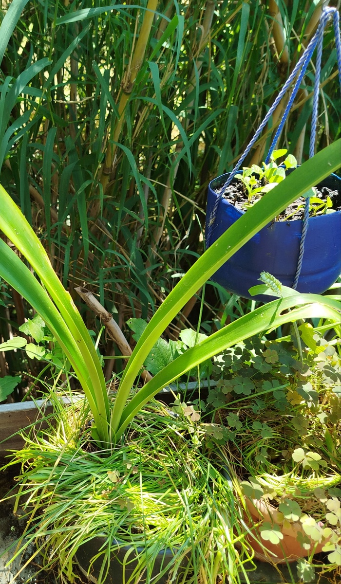 Фото автора. Вот так растение выглядит в июне.