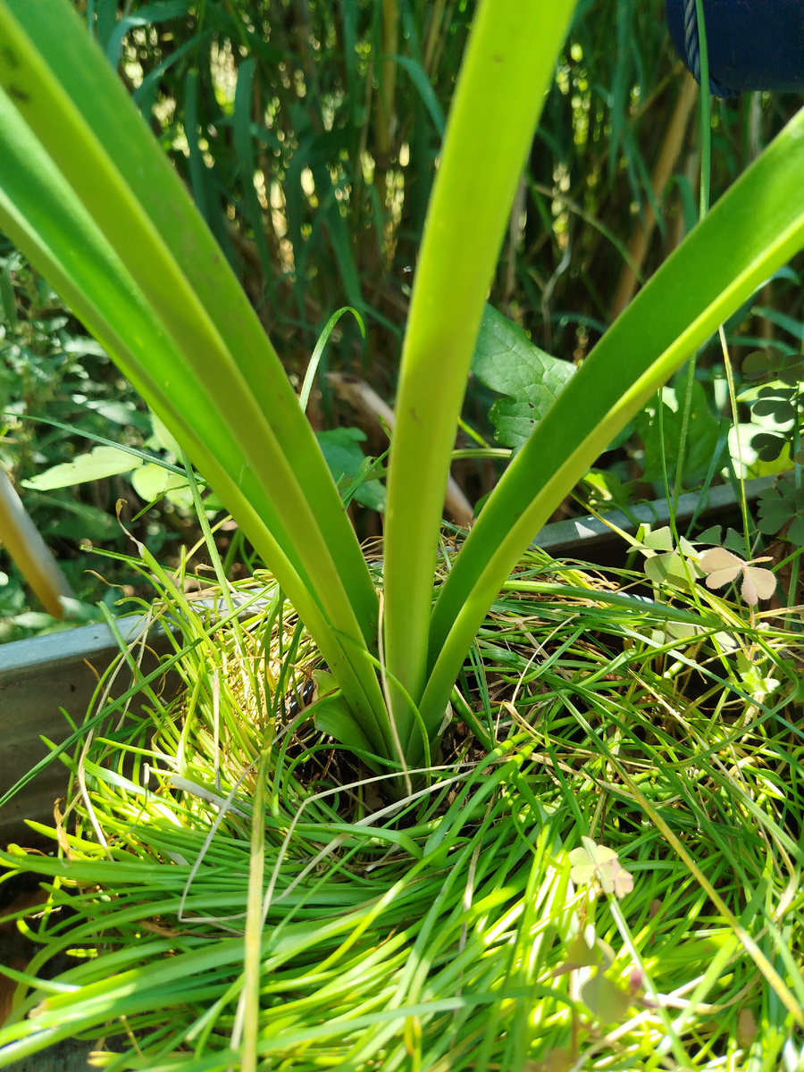 Фото автора. Тоже июнь, но здесь лучше видно как выглядит надземная часть.