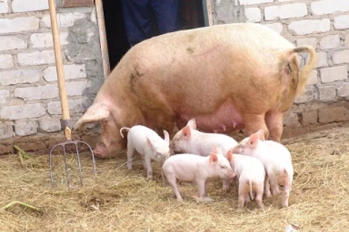    Гонконг скупил тонну «срамных мест» тверских свинок