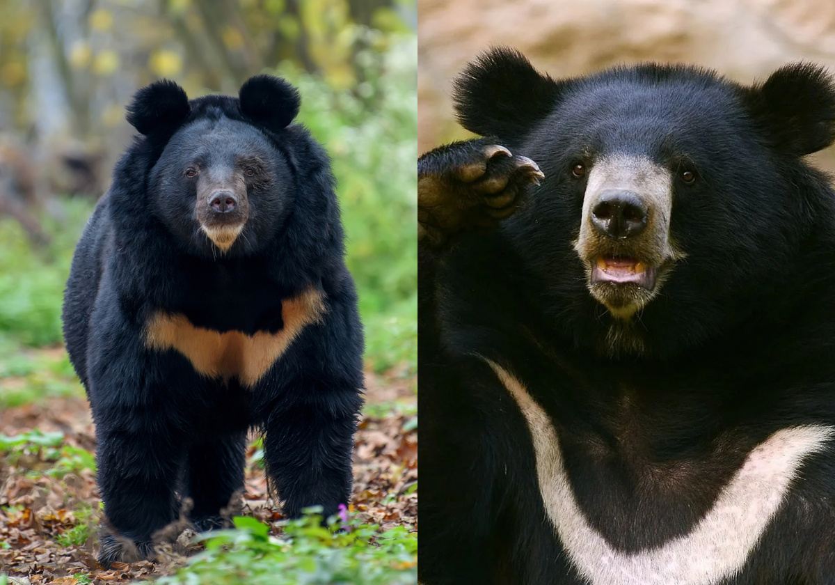 Светлые пятна на груди могут отличатся по размеру, форме и цвету: оно может быть белое или желтоватое 