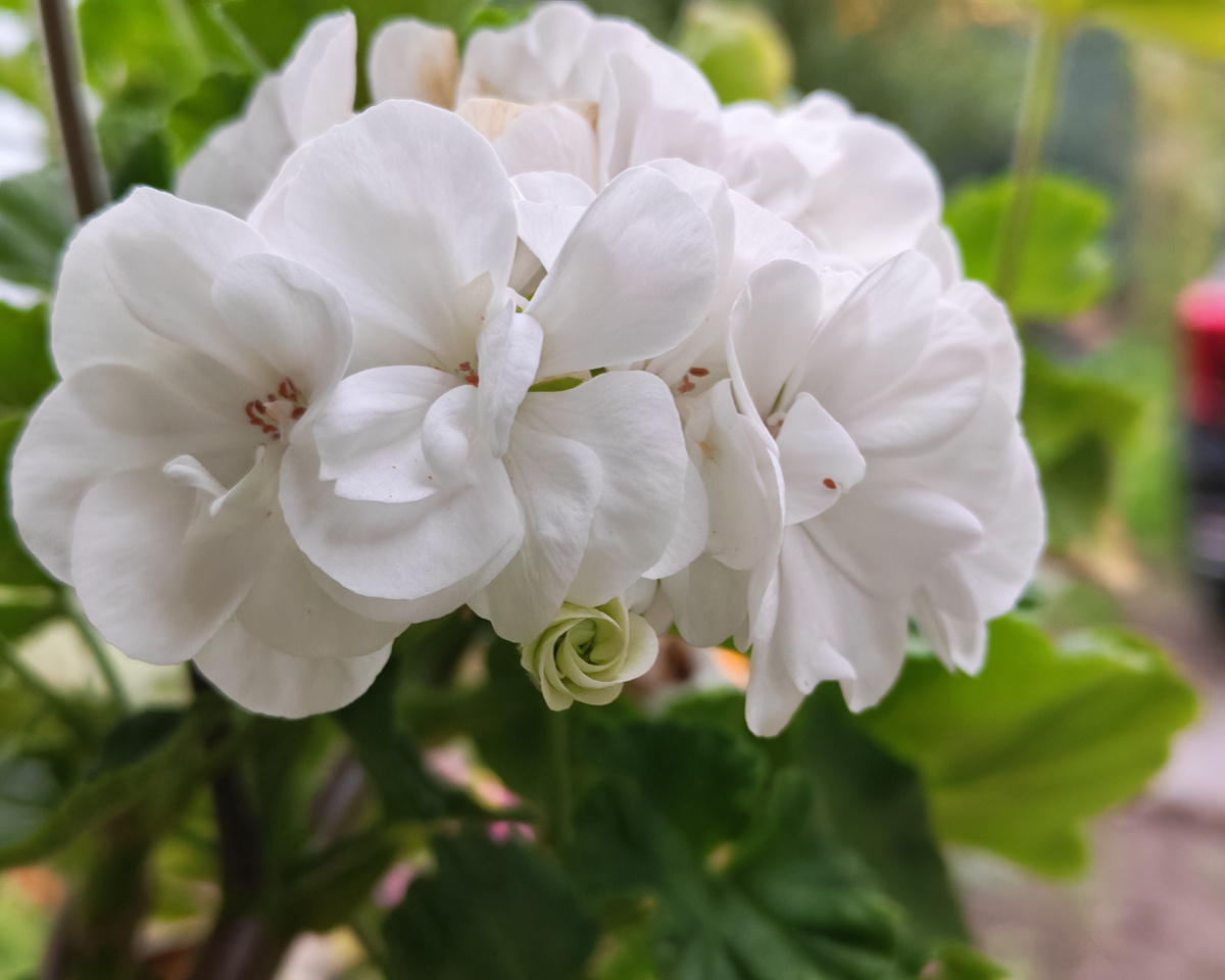 Лёгкая махровости только к лицу этой незнакомке.