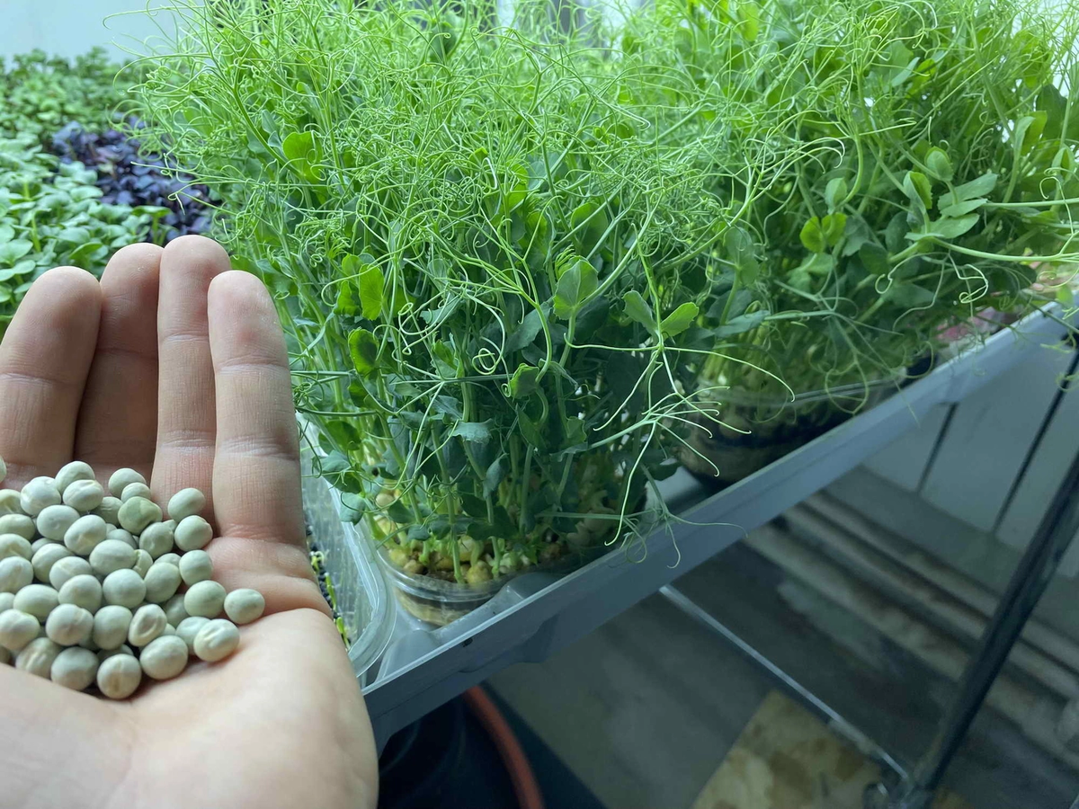 Источник фото: https://narodsemena.ru/