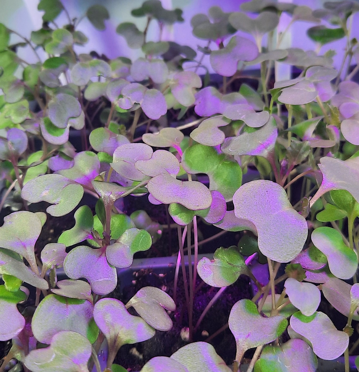 Микрозелень капусты. Фото: Зеленая леди, сад, семья и томатный сок. 