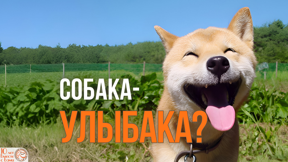 Милая улыбающаяся собака породы сиба-ину задаёт главный вопрос: что на самом деле означает собачья улыбка – радость или инстинкт? | Изображение: DogSelf