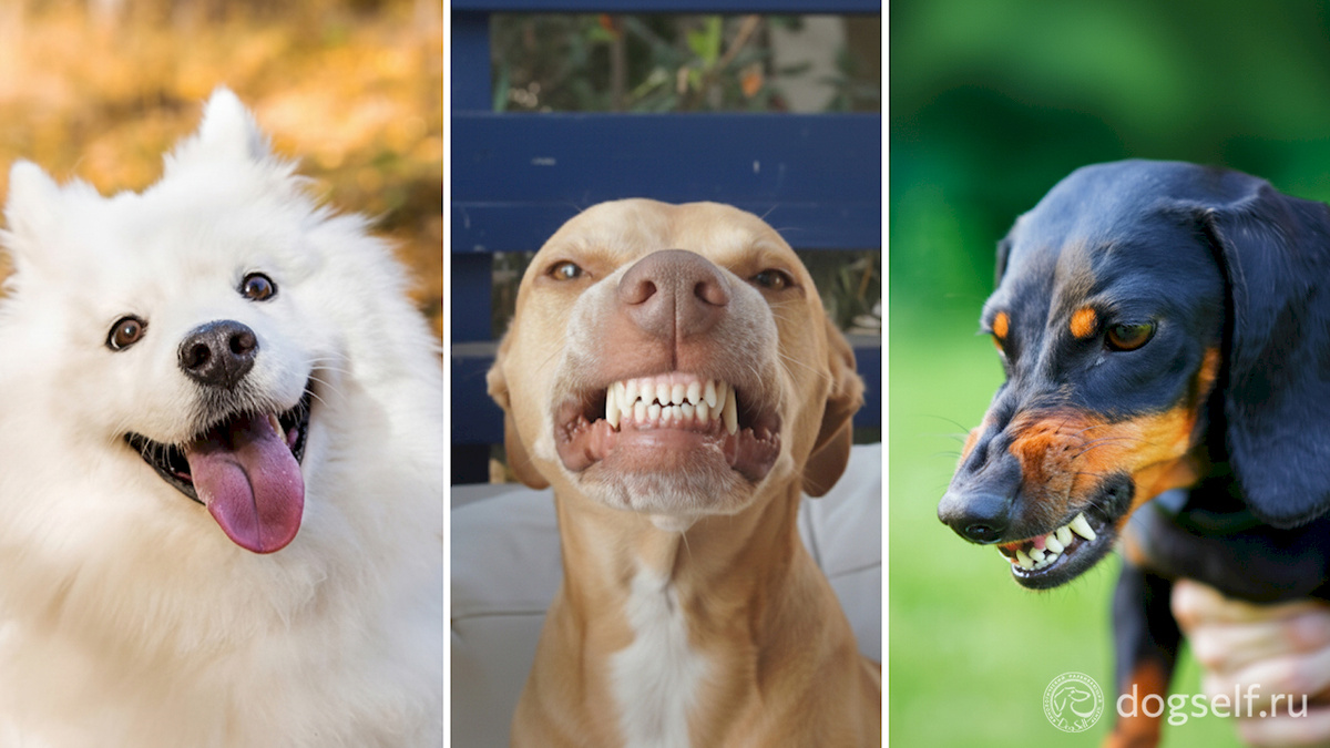 Язык тела собаки: визуальное сравнение трёх видов собачьей улыбки. Слева – довольная собака. В центре – покорная гримаса (сигнал умиротворения). Справа – агрессивный оскал-угроза. Понимание этих отличий помогает правильно читать сигналы собаки | Изображение: DogSelf