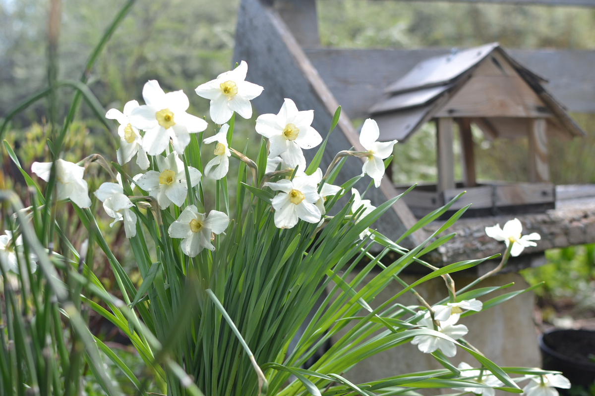 Нарциссы в моем саду весной 25 года. Листайте