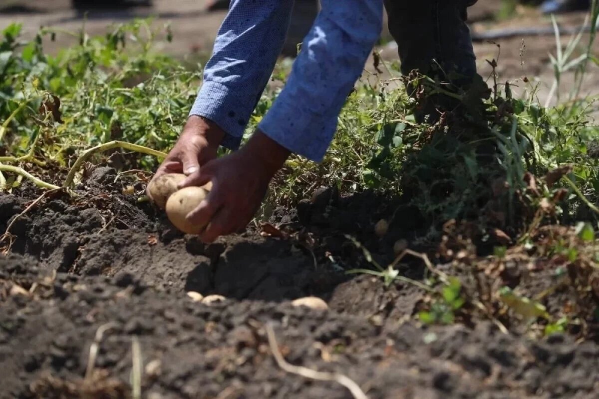    В Ингушетии стабилизировались цены на говядину, овощи, масло и яйца
