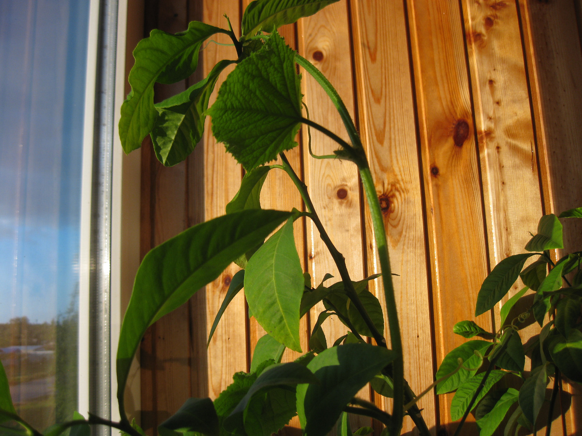 Огурец вьётся по лимонному дереву, фото автора