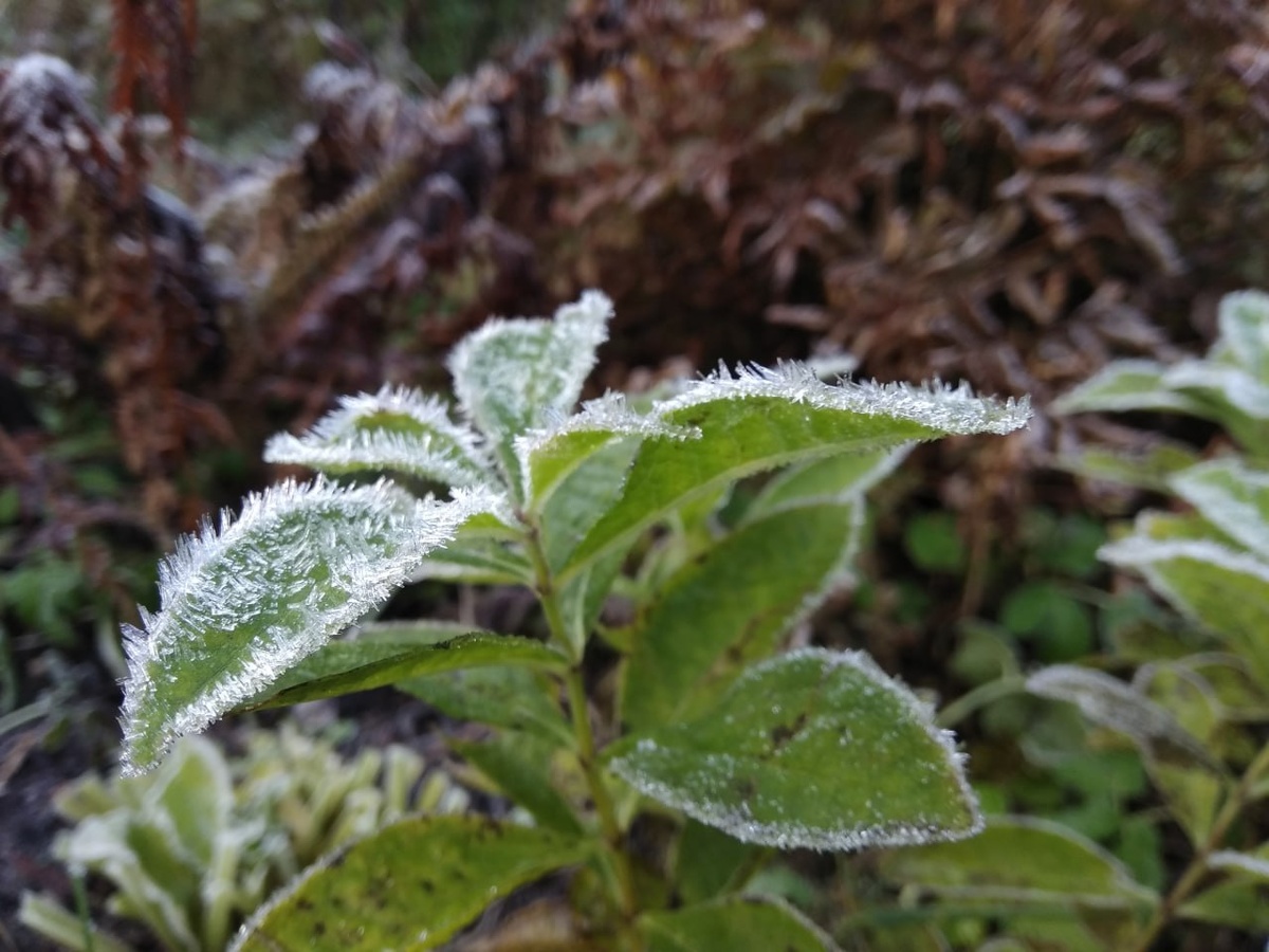 Фото из архива "МК в Калининграде"