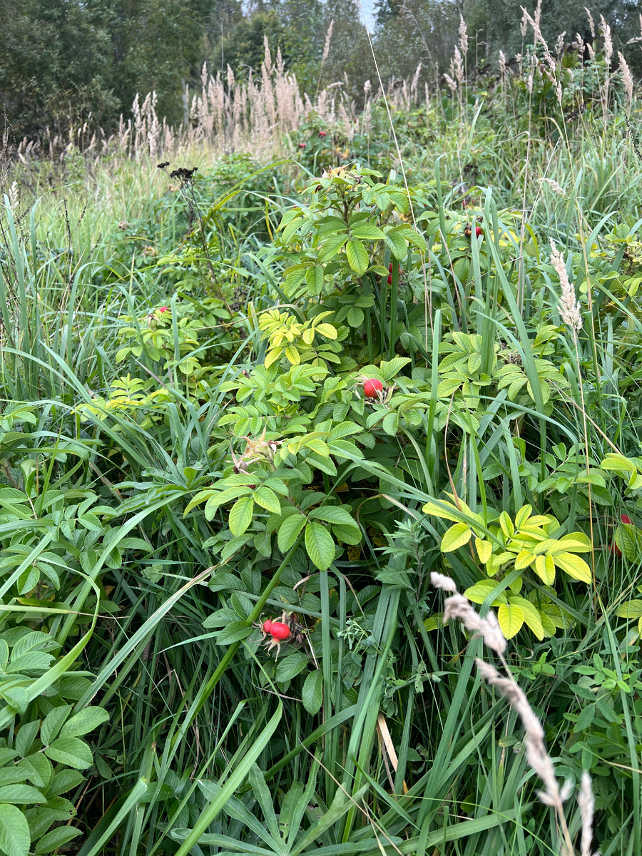Роза ругоза)) Тоже захватчик - но симпатичный.