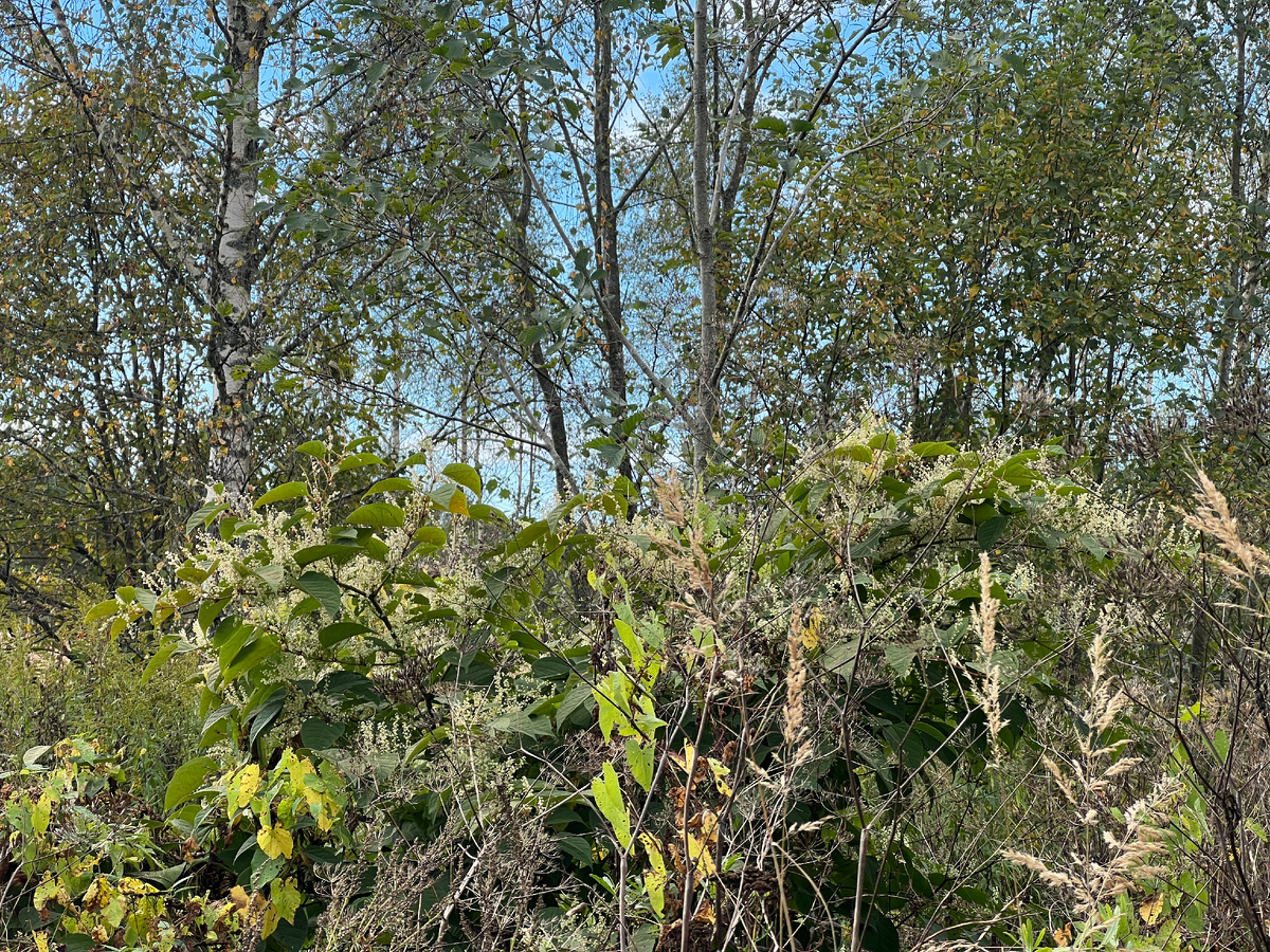 Рейнутрия, инвазивное растение родом из Японии притаилась среди молодых берез.. Но вряд ли она захватит большие пространства. Хотя вплолне может, я видела целлые поля рейнутрии среди берез вдоль дороги.
