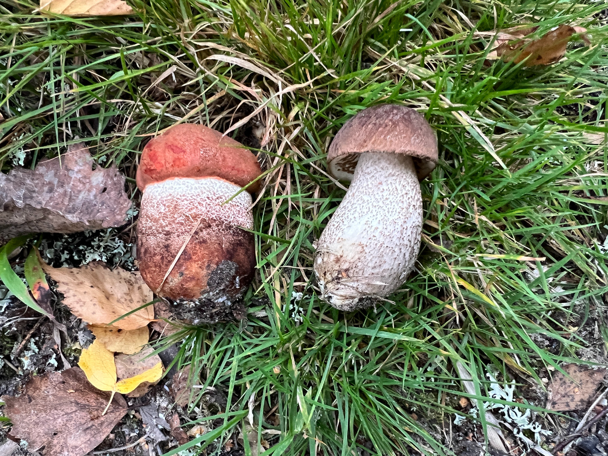 Селигерские малыши. Абажаю такое))