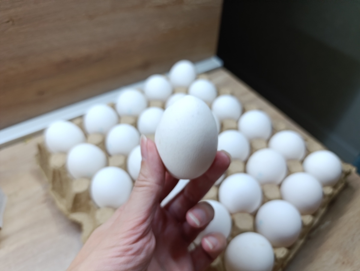    Оказывается, многие до сих пор неправильно варят яйца: вот как надо