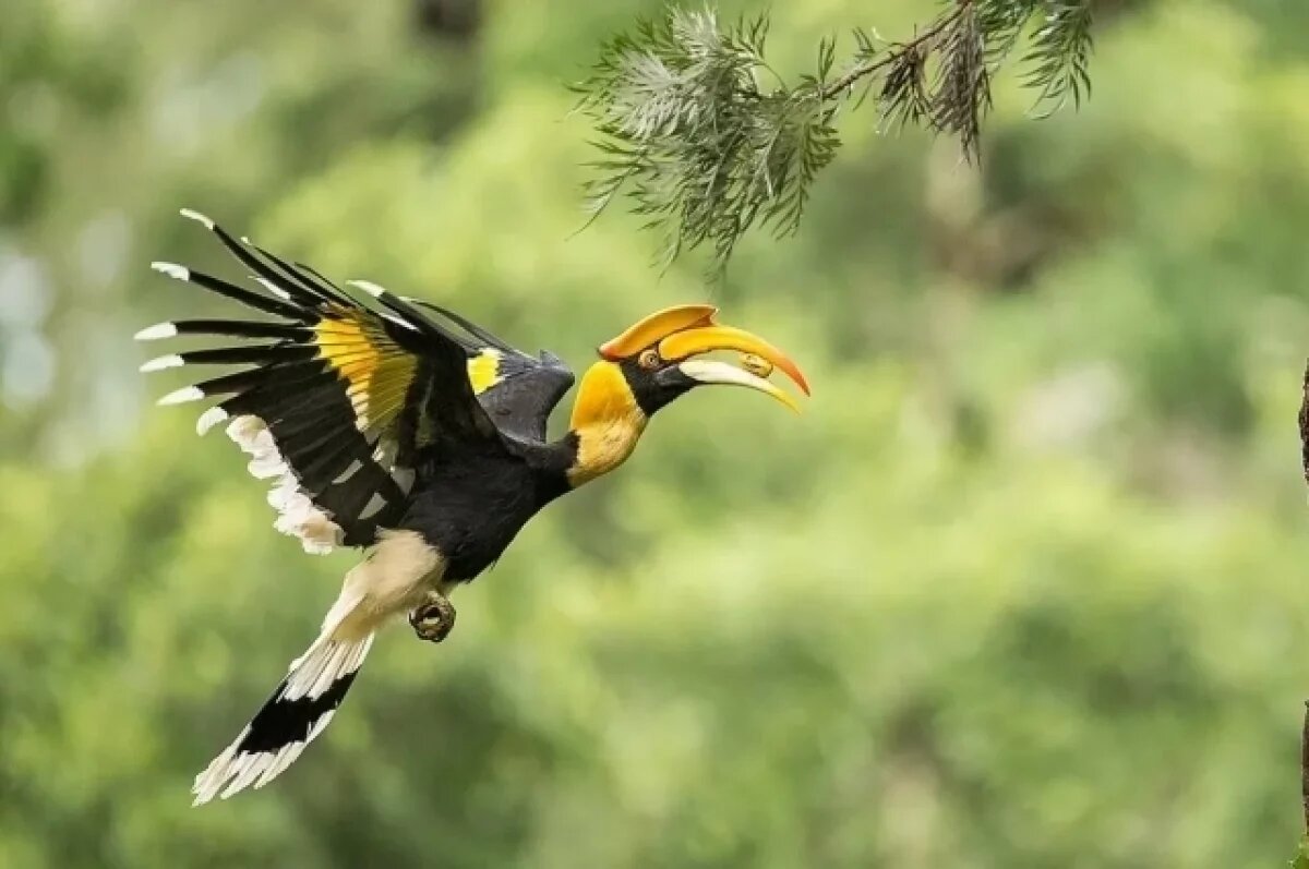    В Ленинградском зоопарке улетел большой индийский калао