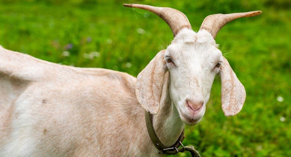    медиасток.рф