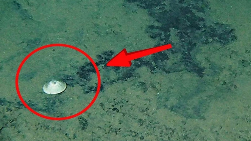     Фото: Zoosystematics and Evolution