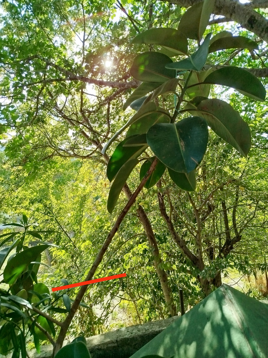 Фото автора. Вот так я буду обрезать черенок, но он может быть уменьшен по вашему желанию.