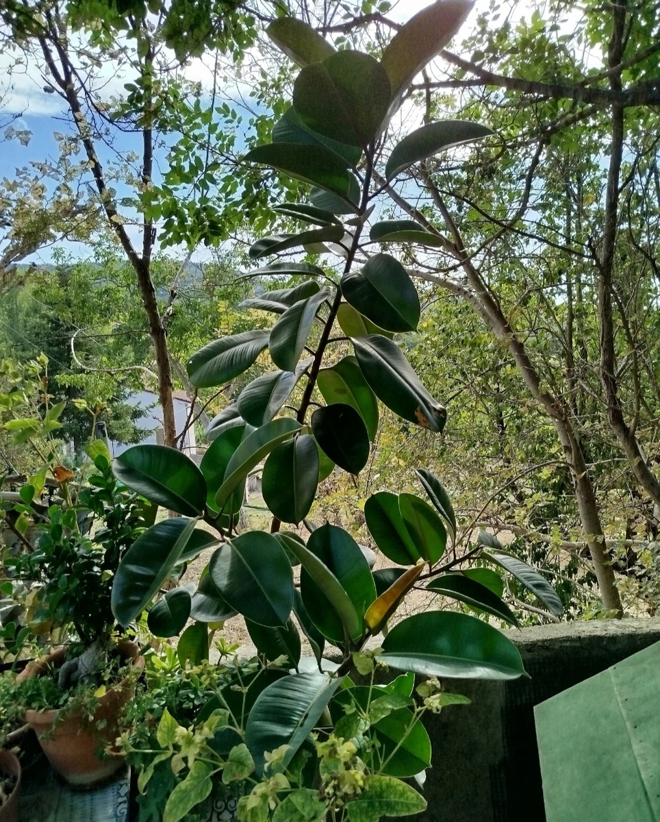 Фото автора. Мой каучуковый фикус)))