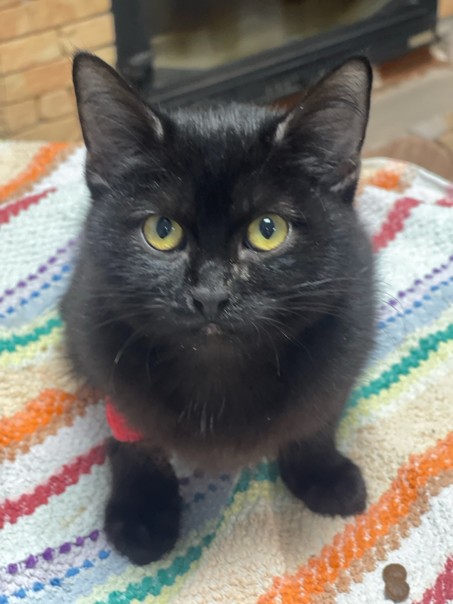 Баксик в ветклинике