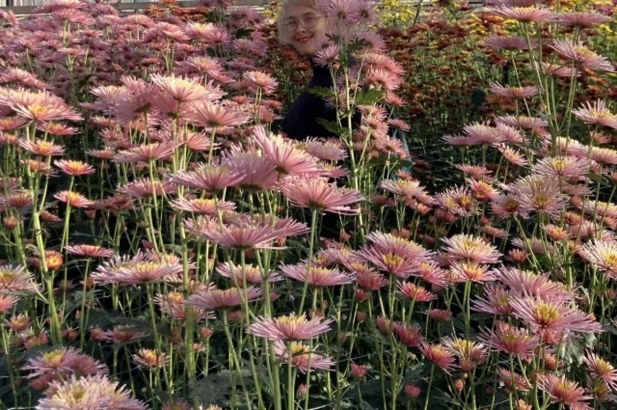    200 хризантем и декоративная капуста украсят клумбы Волгограда