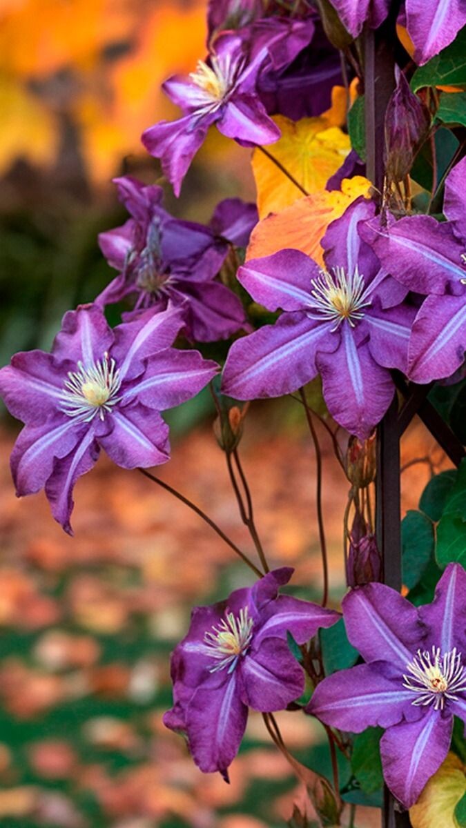 Клематис осенью