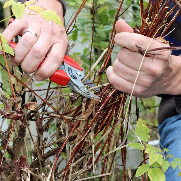 Подготовка Клематиса к зиме